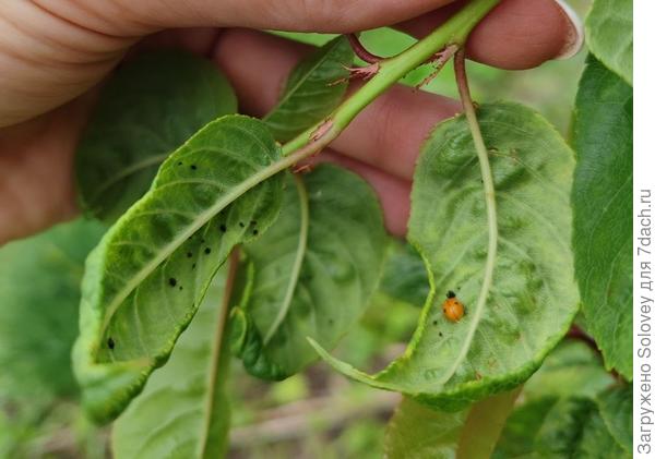 Листья черешни выглядят хорошо