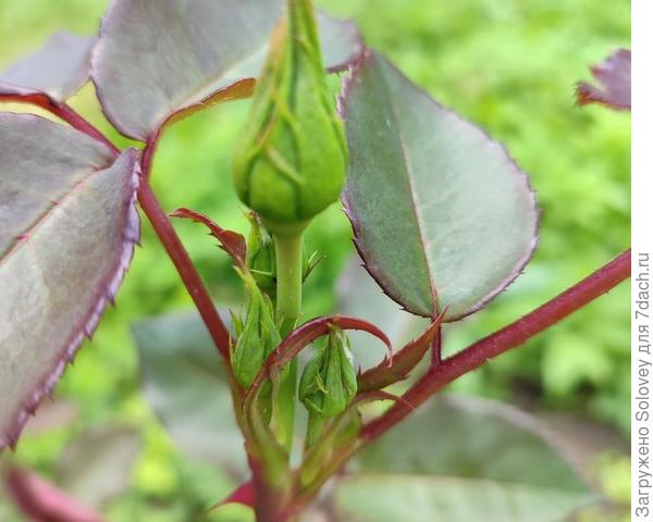 Спустя 10 дней после обработки тля на розах не появилась