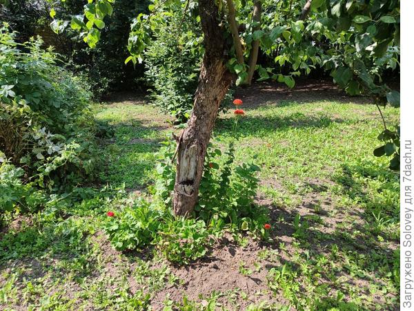 Хорошо в деревне летом