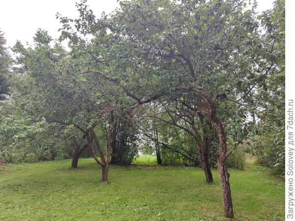 эти сухие ветки старых яблонь спилила сама