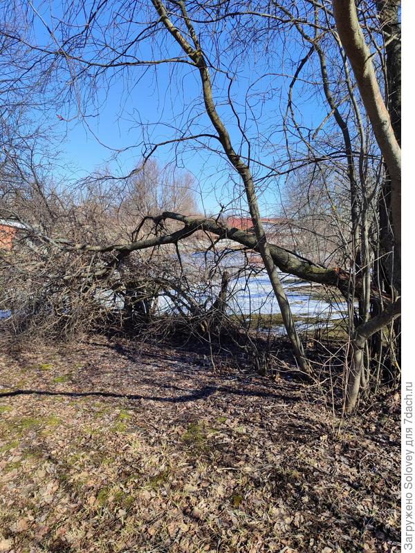 вот так упала черёмуха