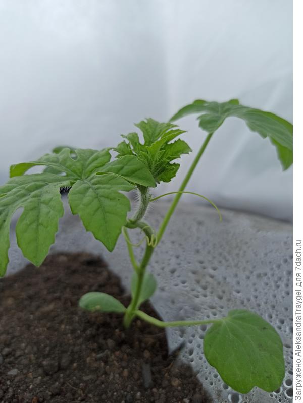 3. На этом 5 листов