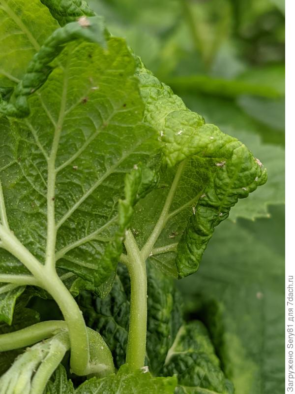 Это тля или клещ?