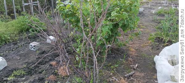 Красная смородина 2