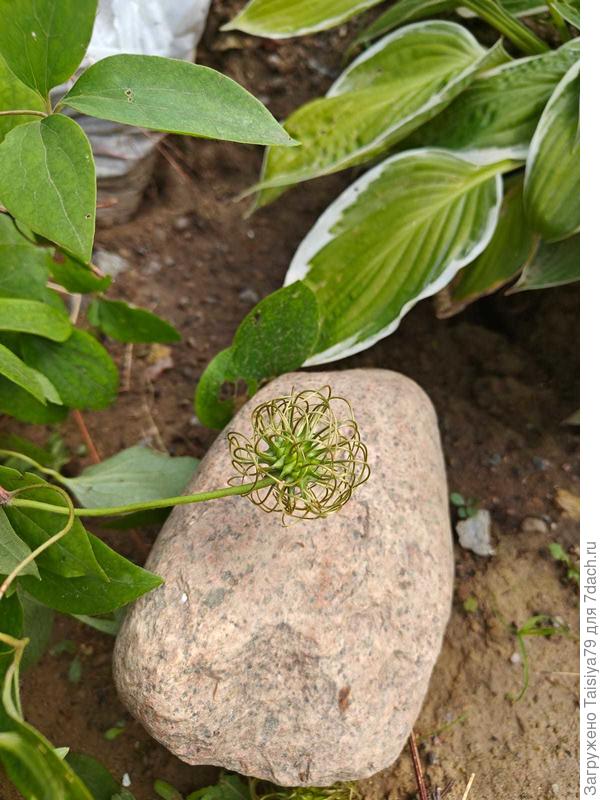 Тычинки клематиса 2