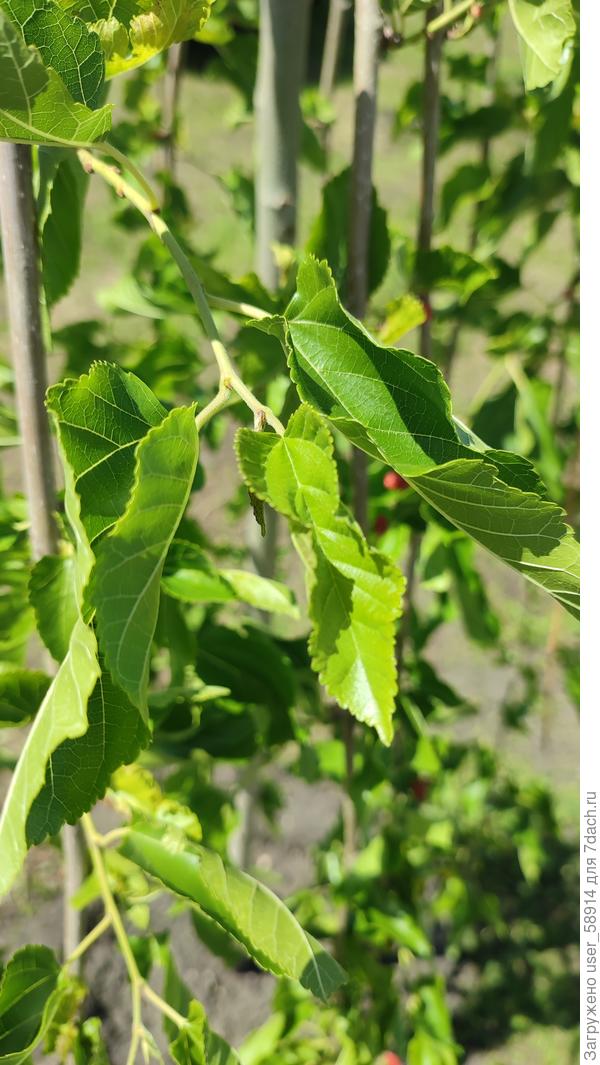 Тоже местами бледнеют