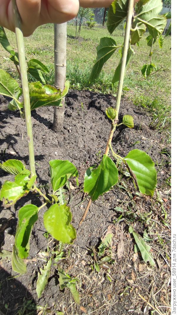 Чернеют кончики