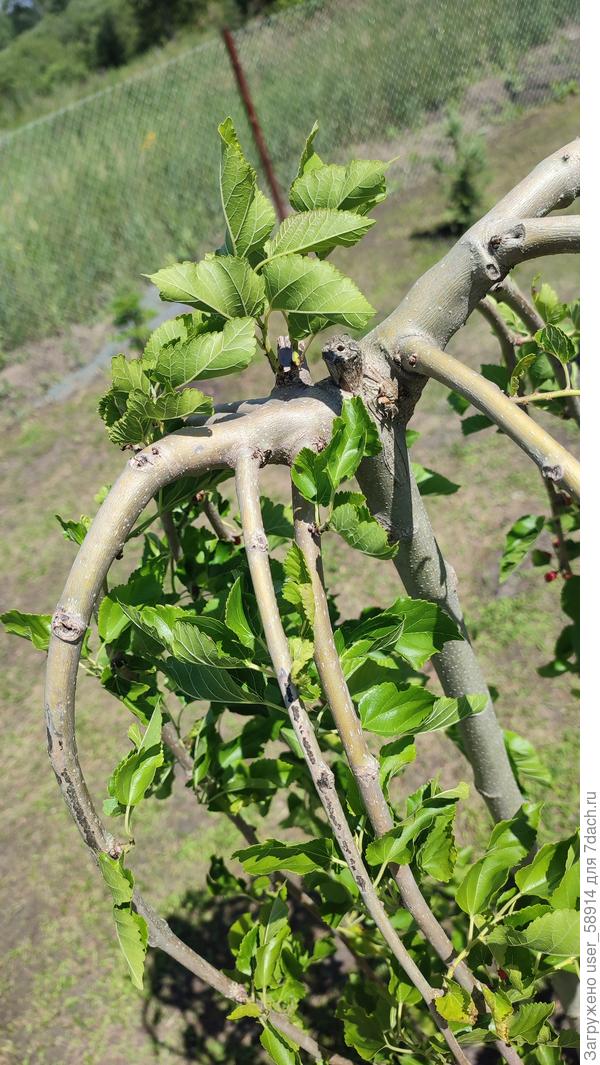 Также скручиваются