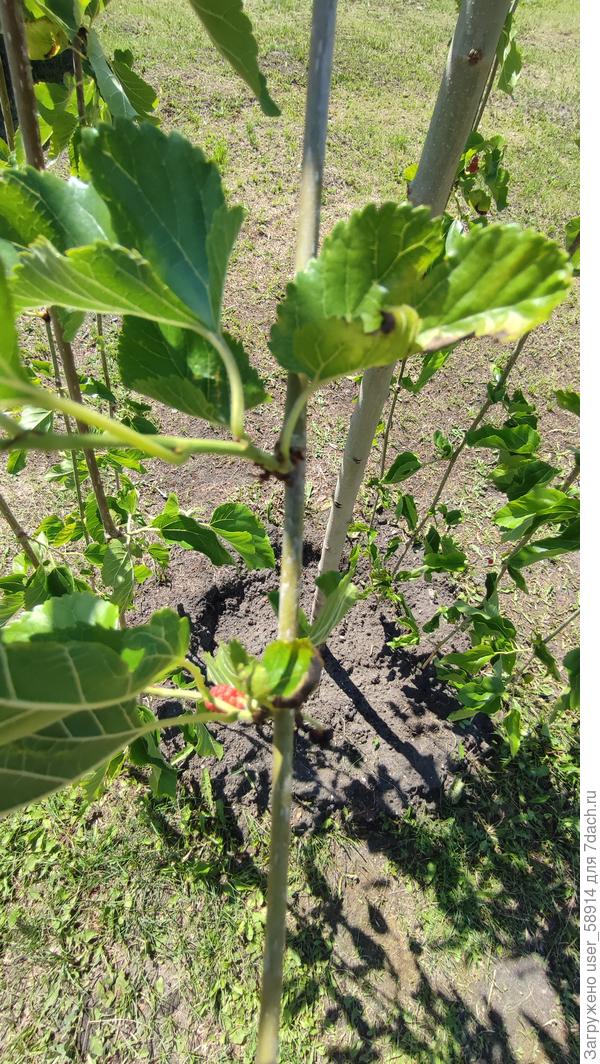 Край листочка чернеет