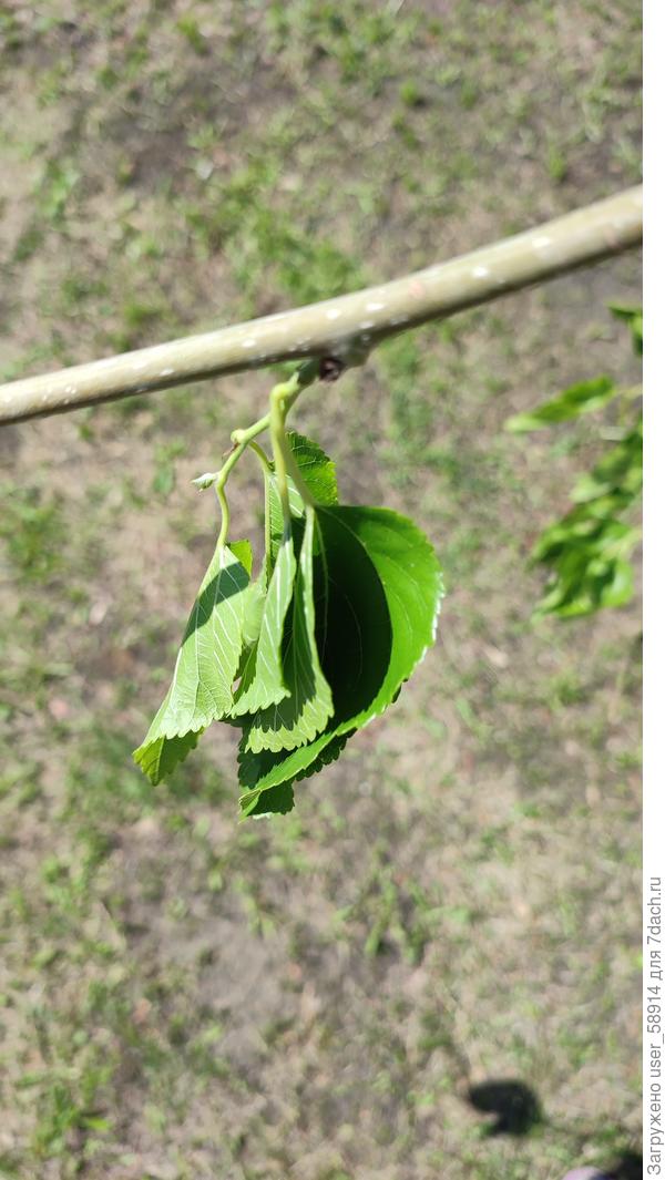 Как будто увядания