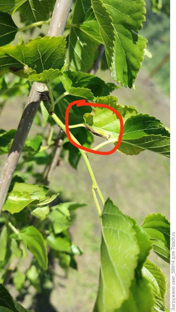 Кончики листьев темнеют