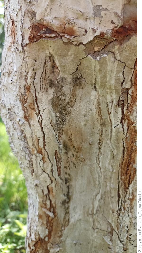 Кору чистили везде. Было много личинок или червячков, как они правильно называются незнаю