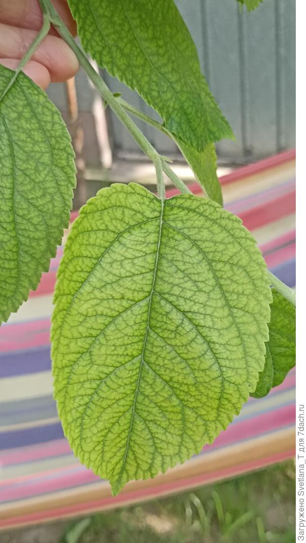 Много деревьев , малина в таком состоянии. Желтеют. Нехватка или железа или азота  или ещё что-то