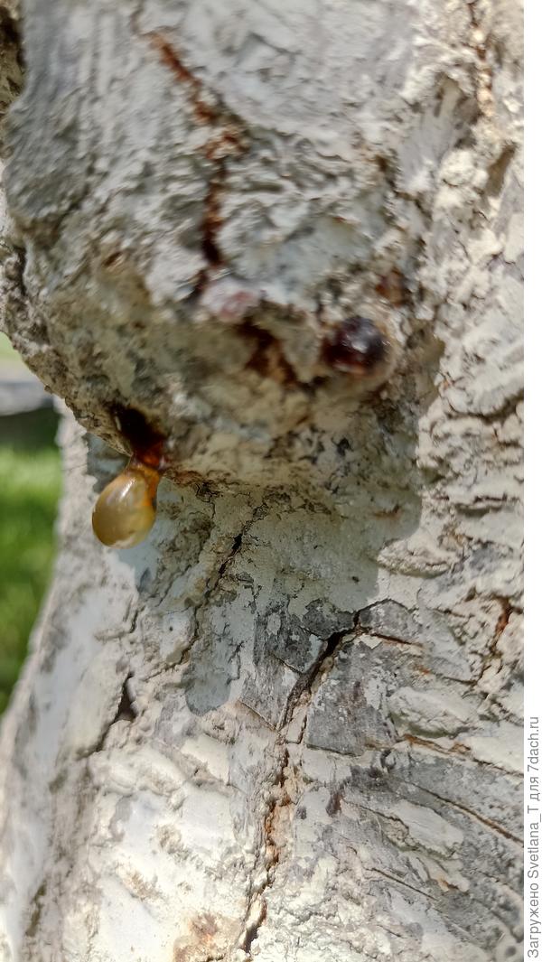 Нашла на сливе. На ней плоды тоже как-бы усыхают, падают. Плодом стало меньше, чем года два назад