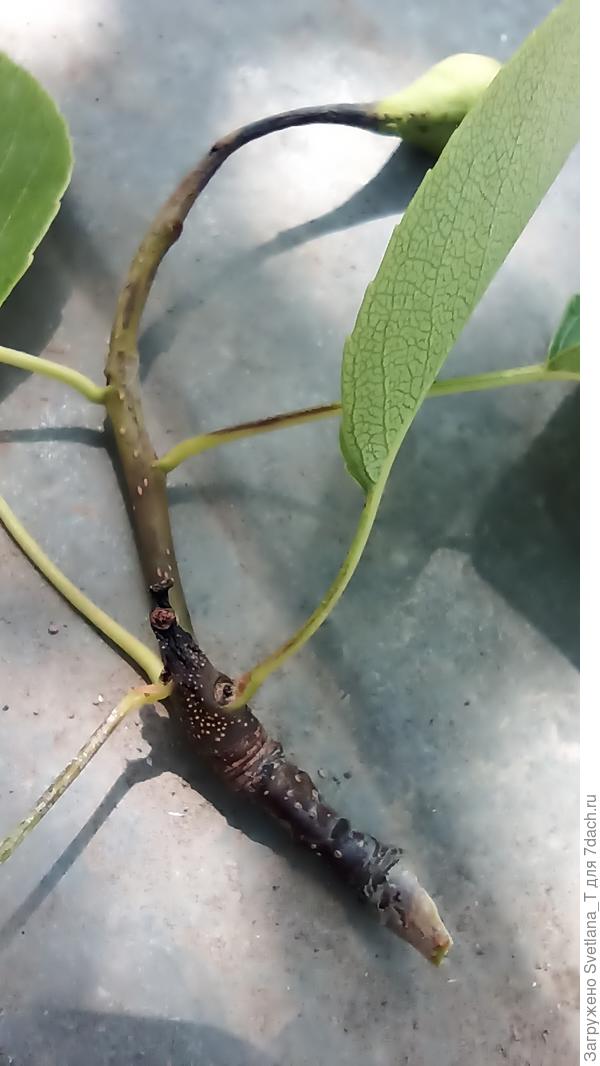 Вот так чернеют груши