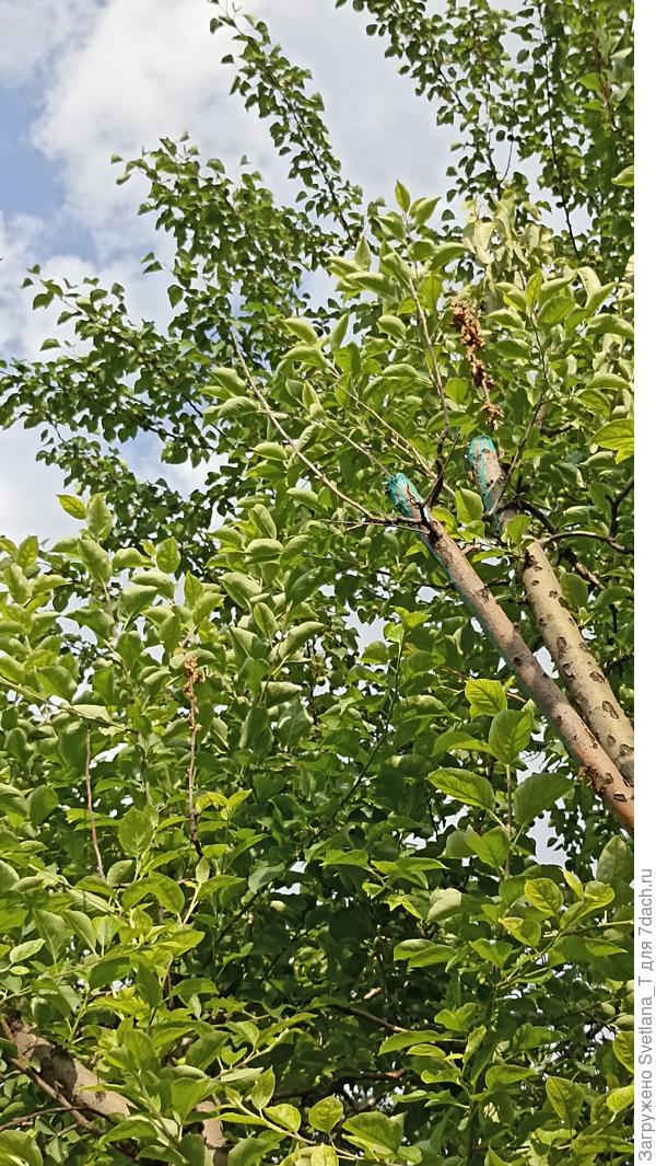 Обрезали верхушки