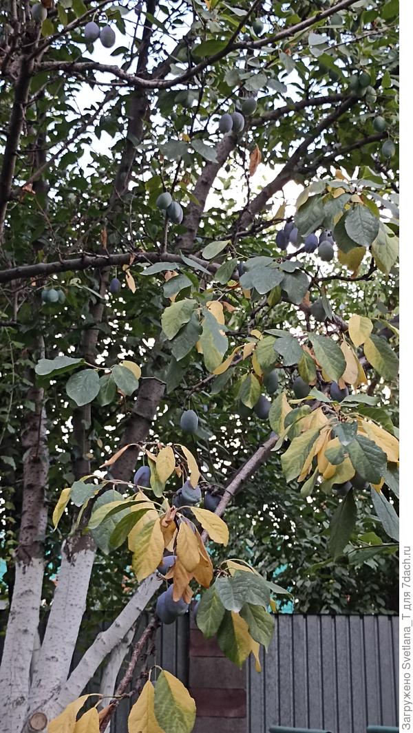 Ветка усыхает