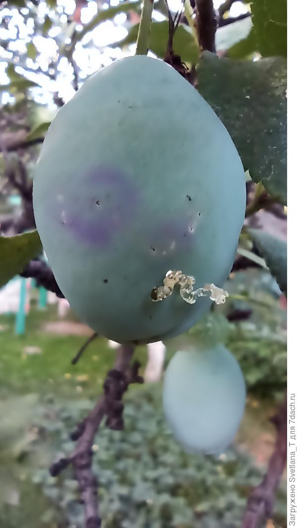 На некоторых плодах такое