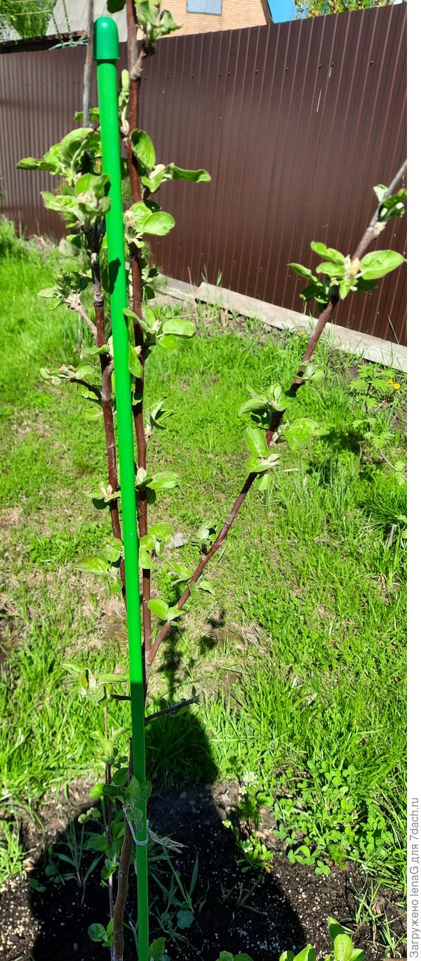 Саженец Мельбы весной