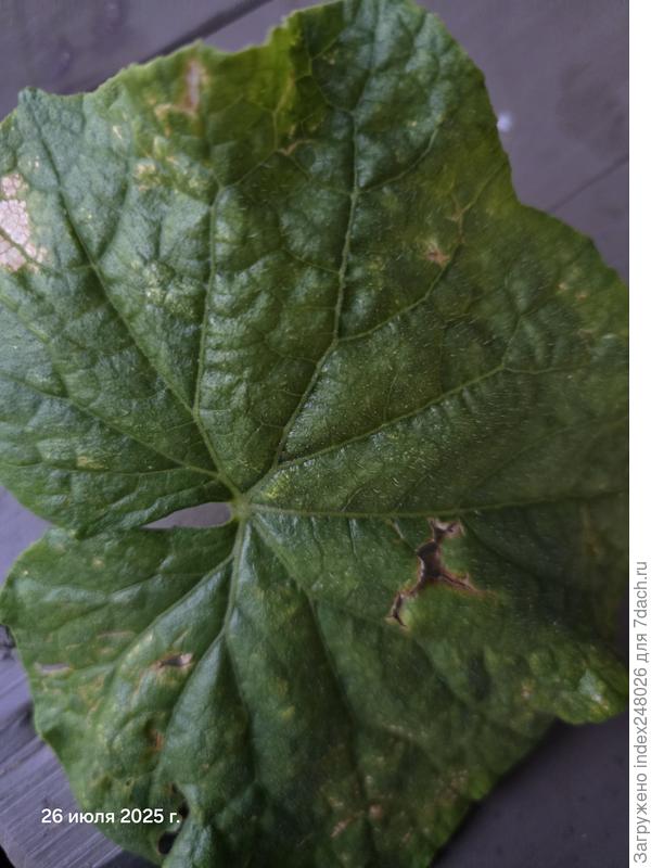 Больной лист огурца