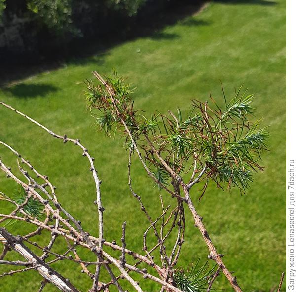 Иголки поближе