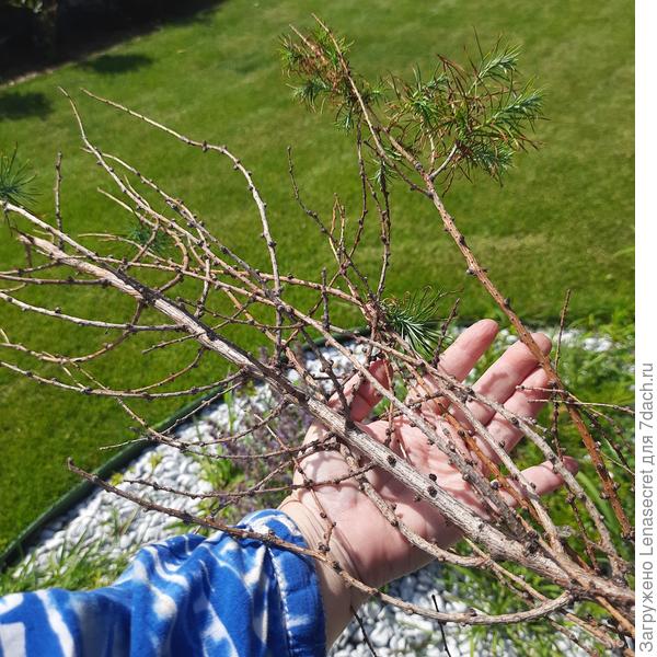 Ветка с иголками