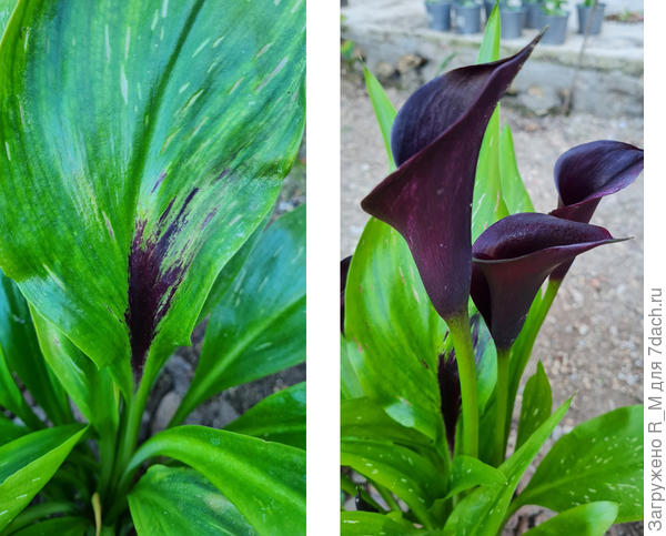 Калла Одесса