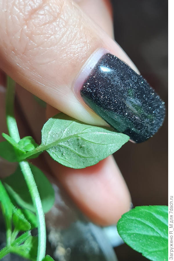 белые прозрачные &quot;паучки&quot; и белая перхоть