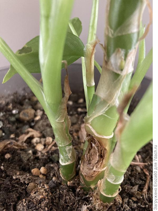 Как спасти больное растение?