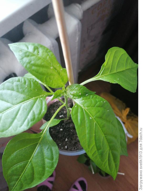 Эта паразитка все таки перебрались на перец, пару штук выкинула, надо обрабатывать, боюсь за томаты