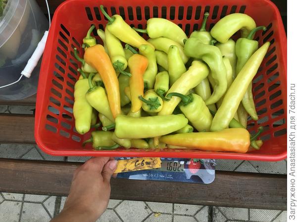 Урожай перца Красное копьё, 2022 г - 1,5 кг с 4 кустов