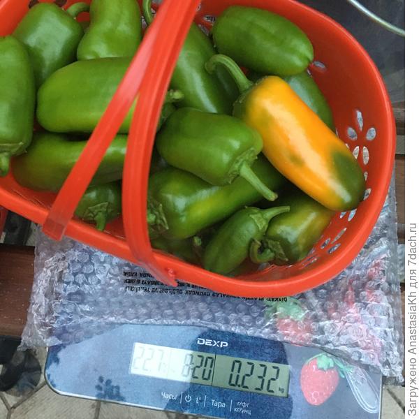 Мини-перчики Оранжевый букет, 2022 г - 0,2 кг с 1 куста