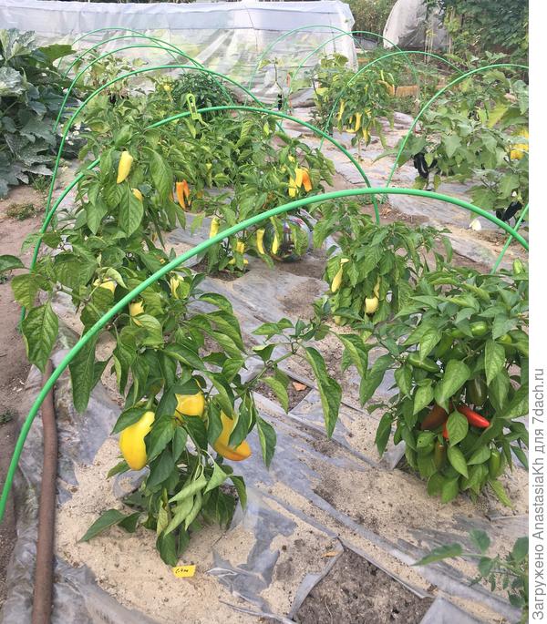 Перцы на модной плёнке, конец сезона-2022