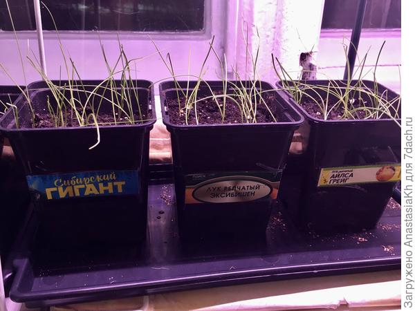 Лук Эксибишен от Поиск, Айлса Грейг и порей Сибирский гигант от Семян Алтая