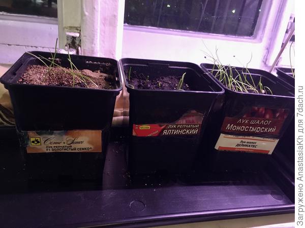 Лук Золотистый F1 от Семко, Ялтинский от Аэлиты, шалот Монастырский (взошёл дружно) и шалот Деликатес (почти не взошёл)