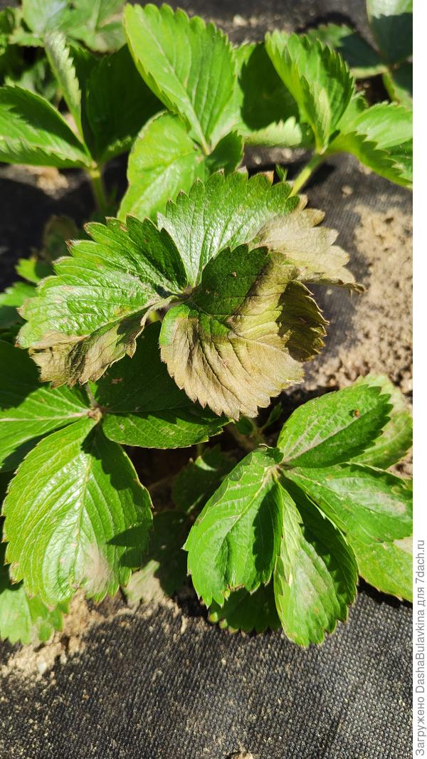 Больные листья