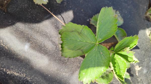 Больные листья