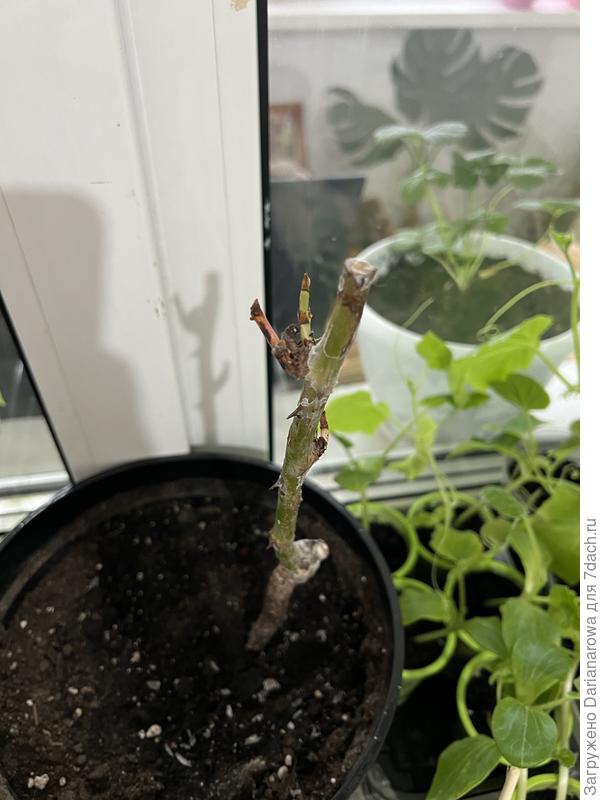 третья роза