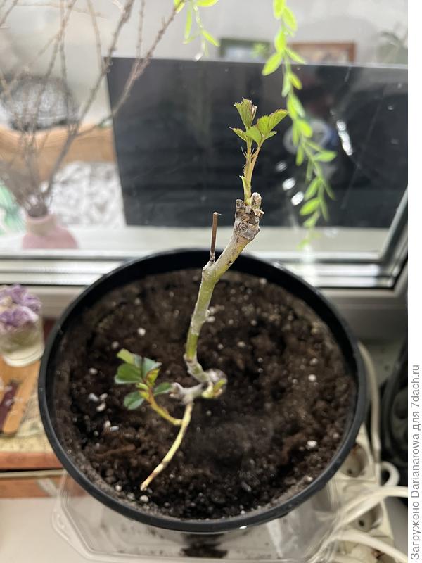 вторая роза