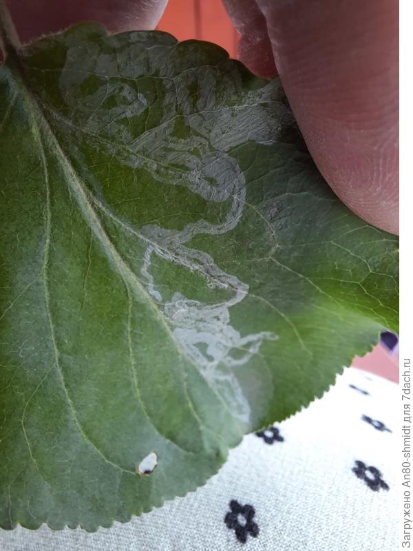 ..и вот такой листик, как будто с какими то ходами