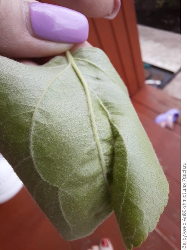 Лист с одной стороны