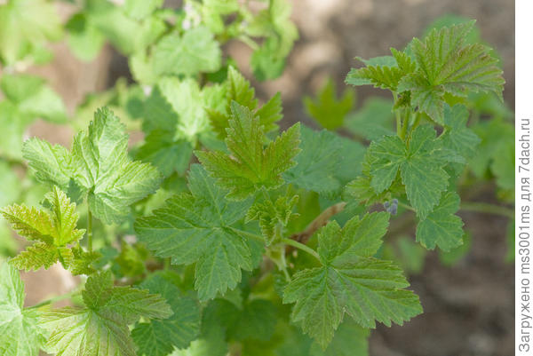 некоторые листочки имеют бурый оттенок