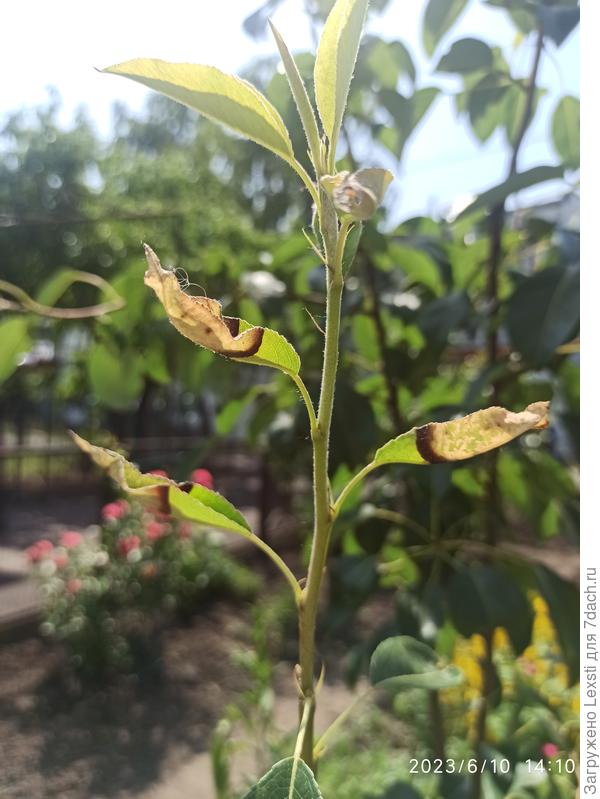 Листья груши