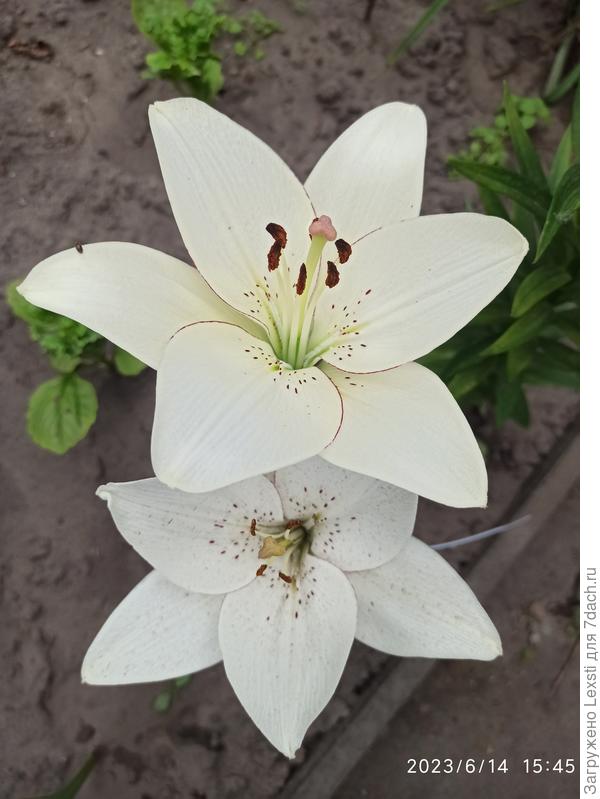 Просто лилии🙂