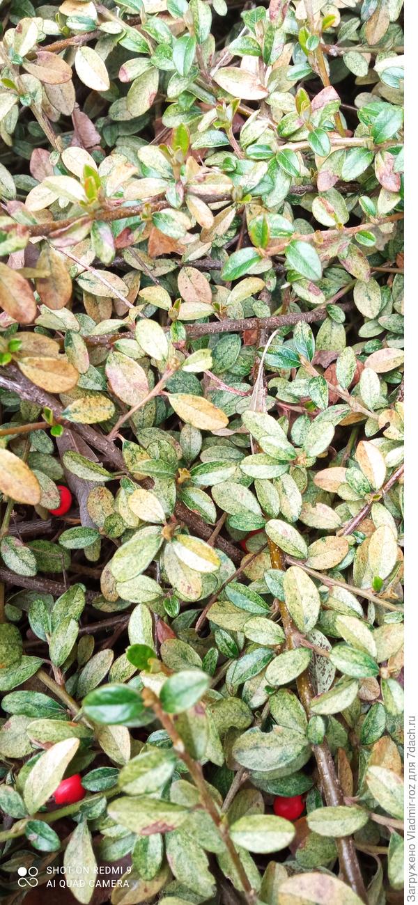 Что за болезнь на кизильнике