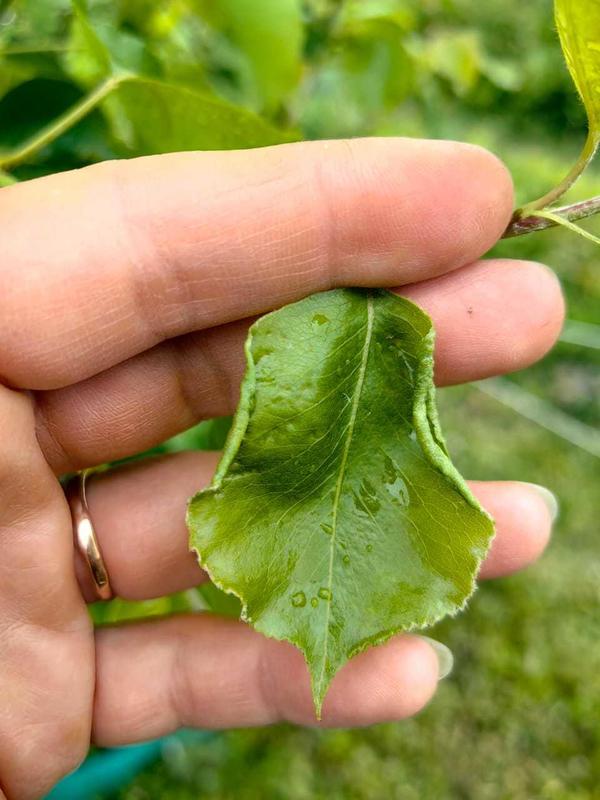 Добрый день. Что за промблема на грушн🙏