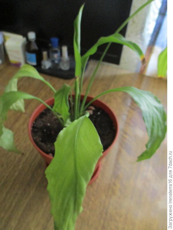 спатифиллум