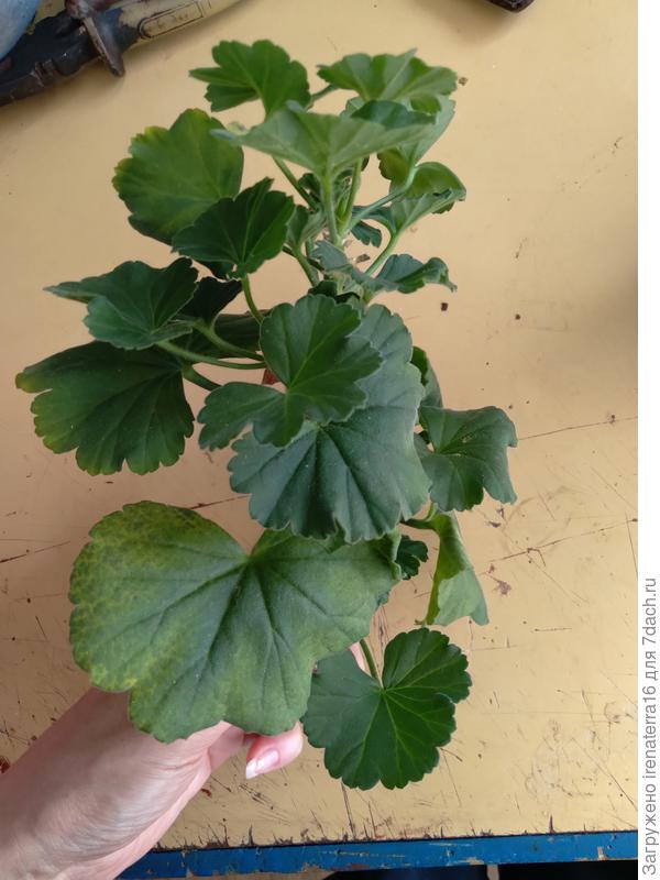 пеларгония