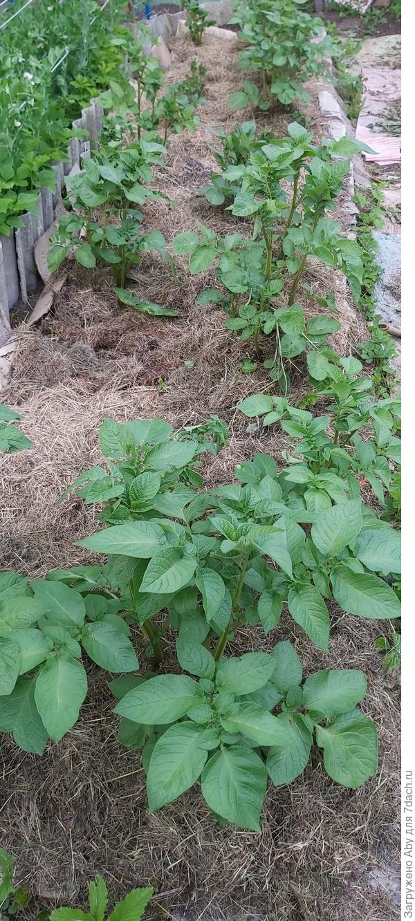 Прошло две недели, результат радует. Это картофель на газетах под мульчей из скошенных сорняков. Никакой разницы с посаженной традиционным способом. Там, где пробелы, еще будет, пришлось пересаживать.