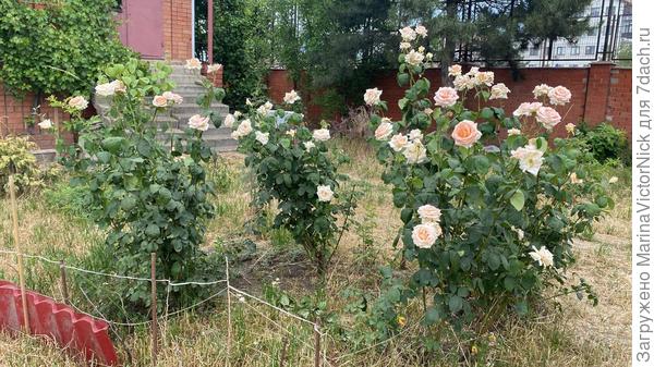 Вот на солнышке как чайники цветут. Но это старые, радикально омоложенные  кусты, правда, без всякого ухода (я сейчас не дома).